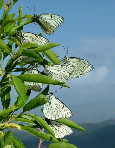 Mariposas.jpg