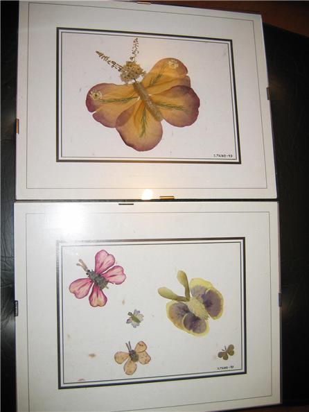 mariposas.jpg