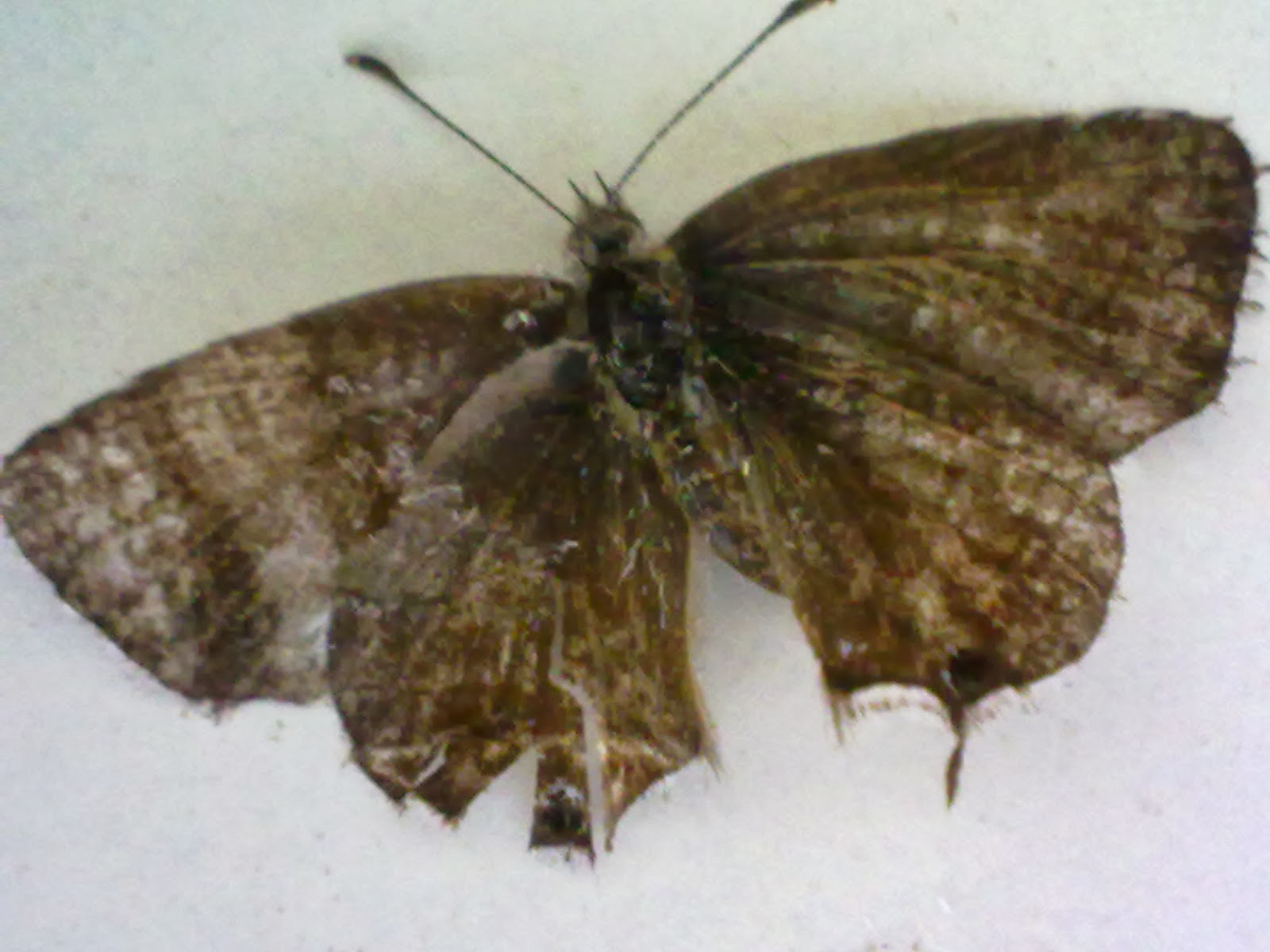 mariposas+y+rozas+005.jpg