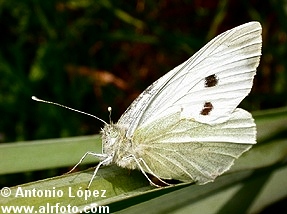 mariposas_lepidopteros_02-J86-239413.jpg