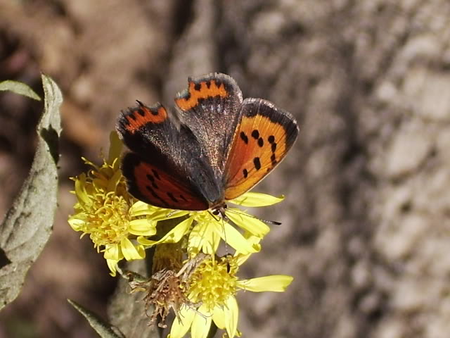 Mariposilla1-1.jpg