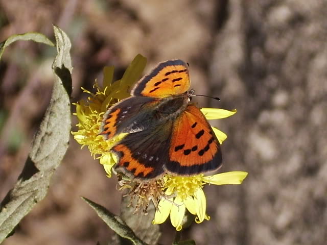Mariposilla2.jpg