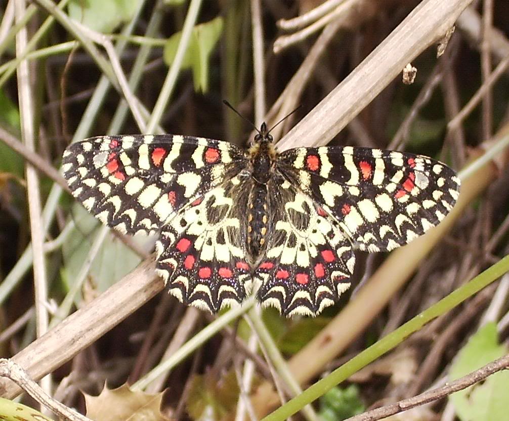 Mariposoide.jpg