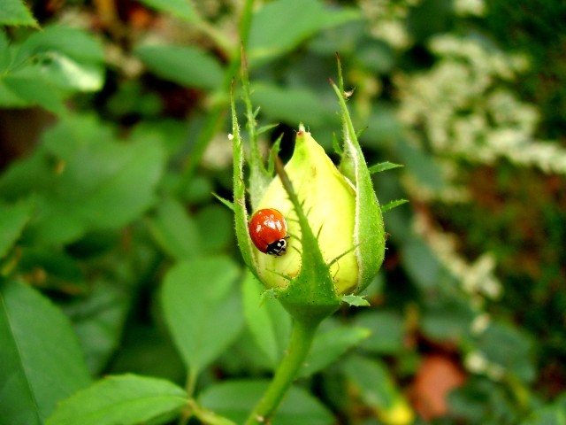 mariquita.JPG