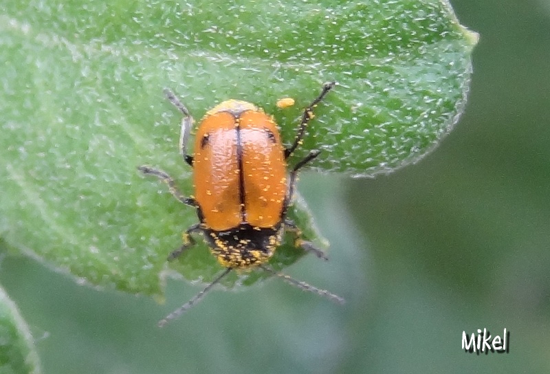 mariquita01545.jpg