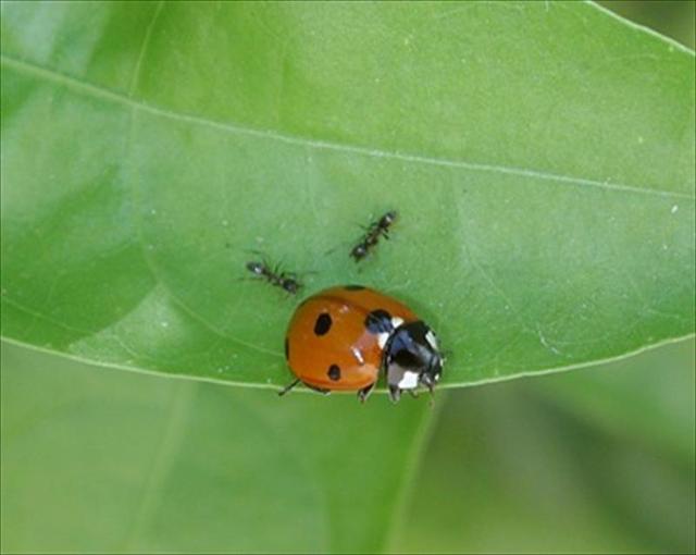 mariquitahormigas.jpg