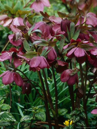 mark-bolton-helleborus-orientalis-hybrid-lenten-rose.jpg