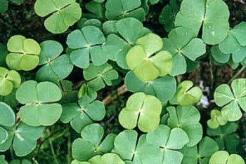 marsilea_quadrifolia.jpg