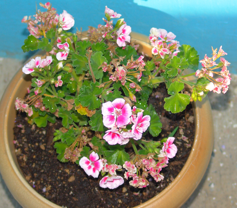 marva-rosa-3.jpg