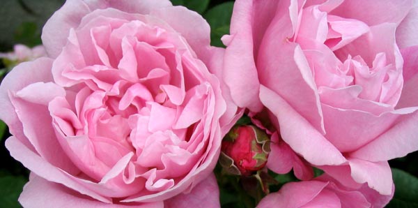 mary-rose-flowers.jpg