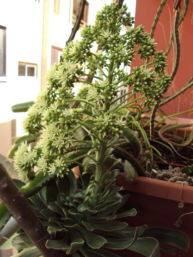 Marzo%20terraza%20de%20Giuseppe%20142.jpg
