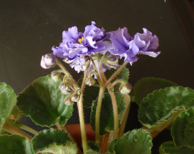 marzo05.jpg
