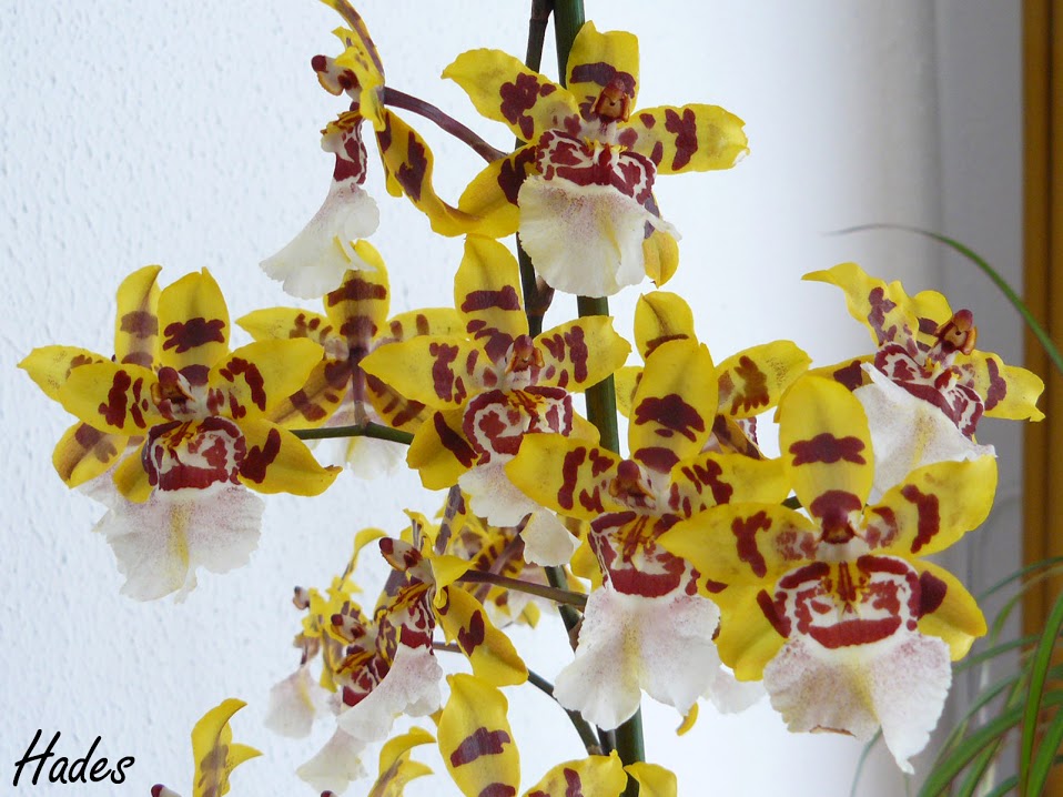 mas+flor.jpg