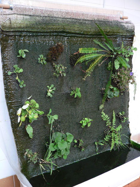 mas_plantas.jpg