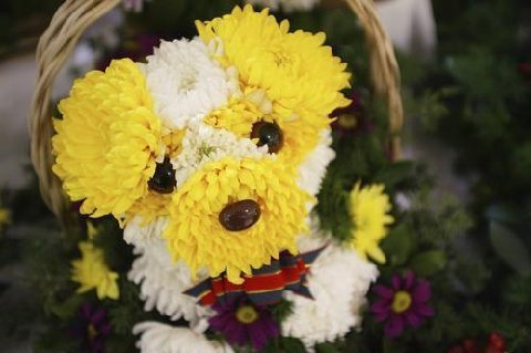 mascota4.jpg