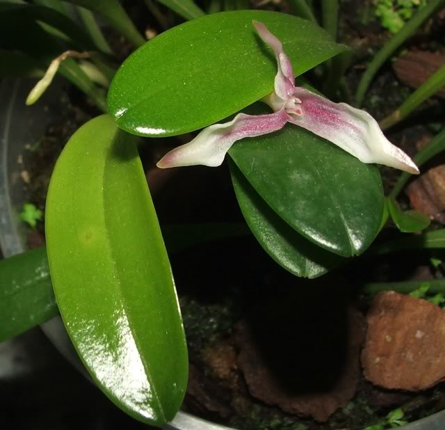 MasdevalliaNicaraguenseII.jpg