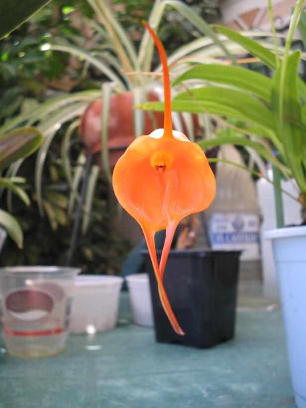 Masdevalliavxc.jpg