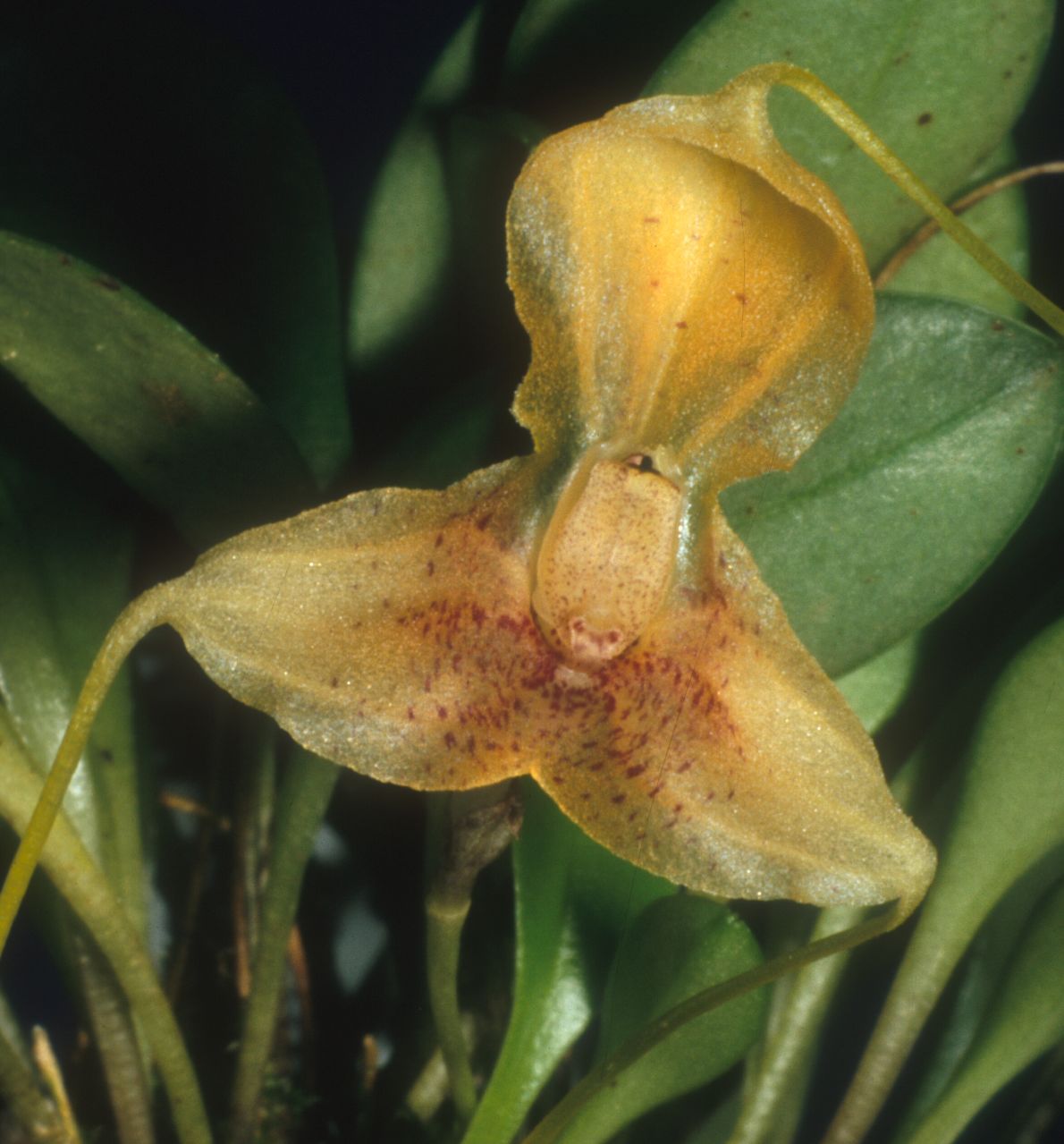 masdevalxanthina.jpg