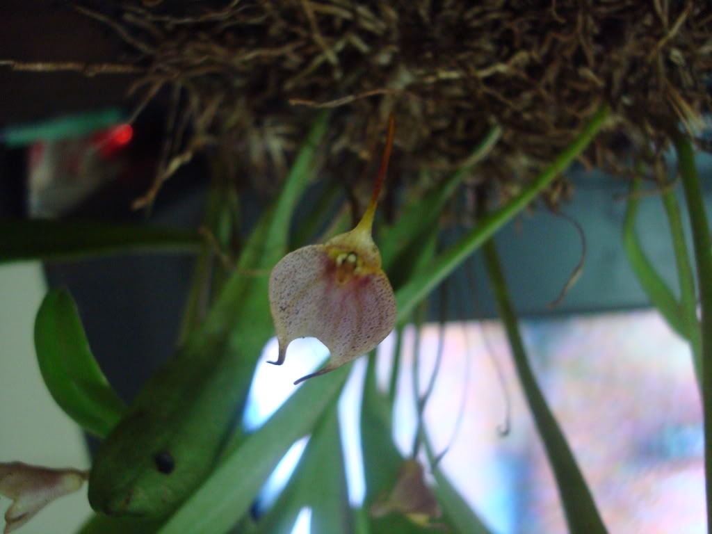 masdevillasp.jpg