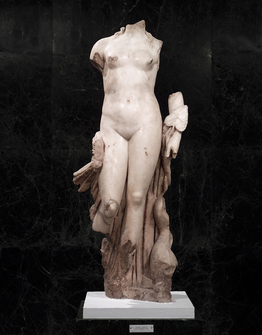 MASE_VENUS_lg.jpg