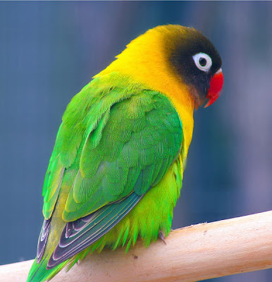 Masked_Lovebird.jpg