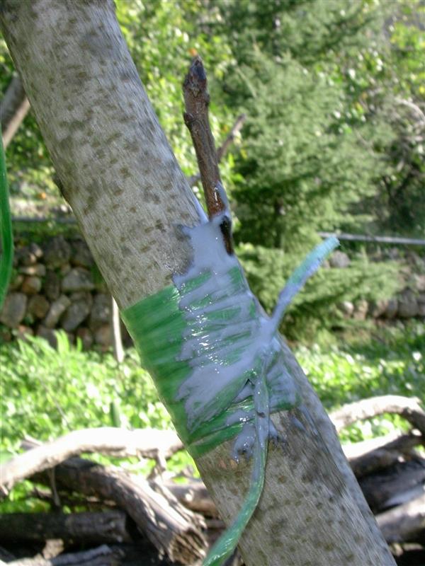 mastic1.jpg