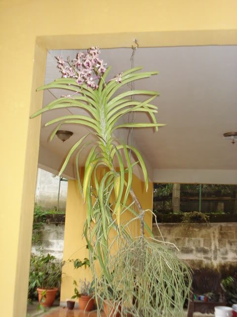 matavanda001.jpg