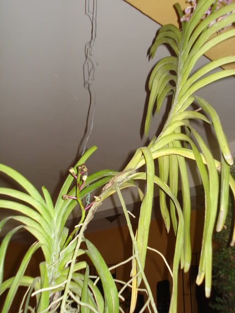 matavanda002.jpg