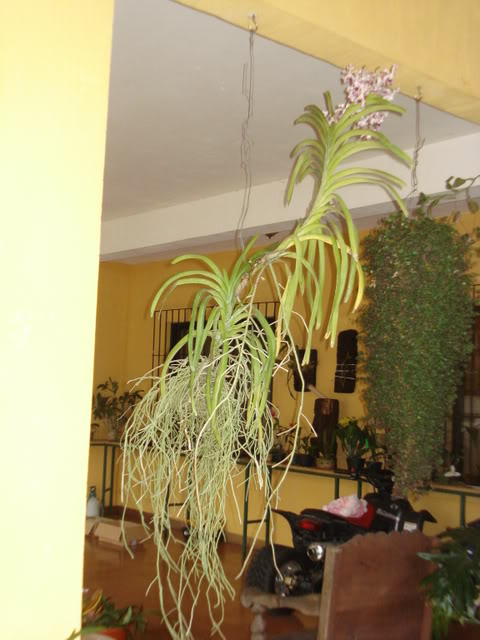 matavanda003.jpg