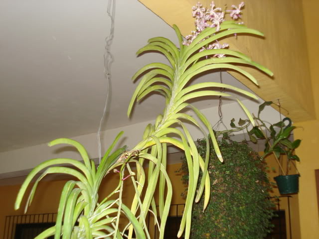 matavanda004.jpg
