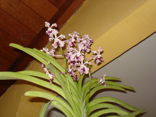 matavanda005.jpg
