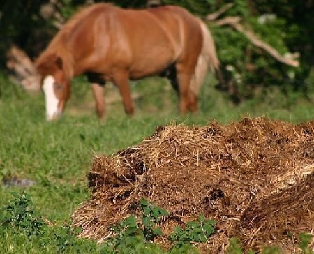 materia-org%C3%A1nica-de-origen-animal.jpg