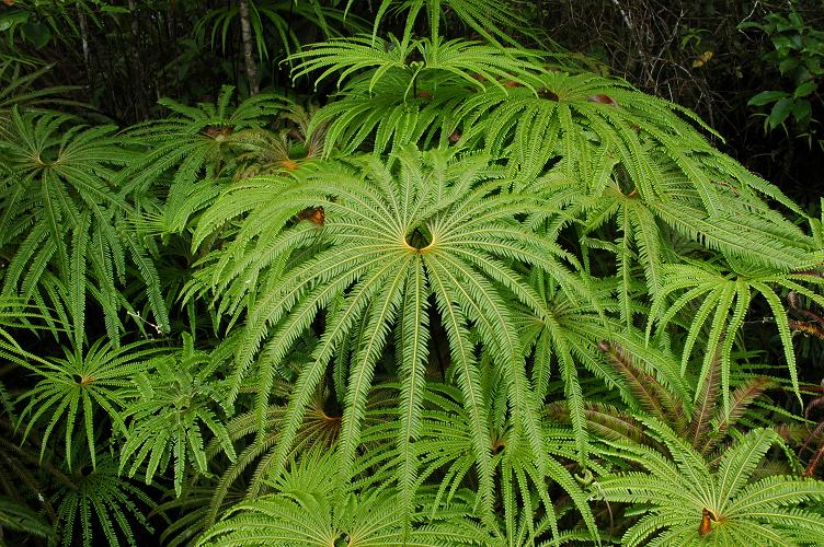 matonia-pectinata.jpg