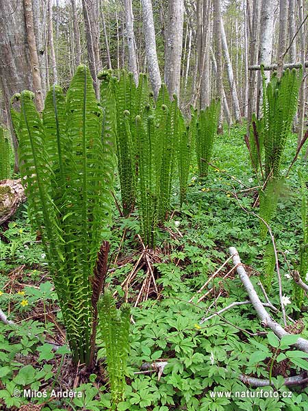 matteuccia-struthiopteris-1086.jpg