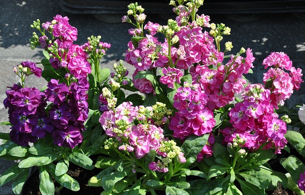 matthiola-incana.jpg