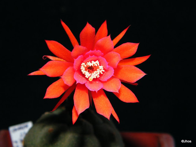 Matucana%20madisoniorum%20231%2020091220%20002.jpg