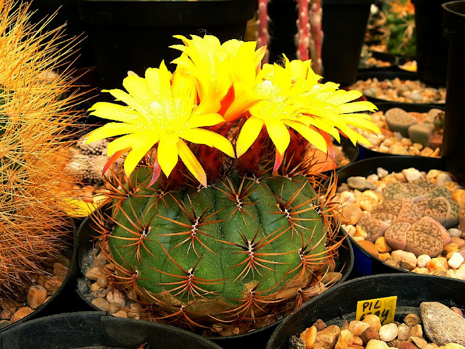 Matucana%2Baureiflora%2Belata1.jpg