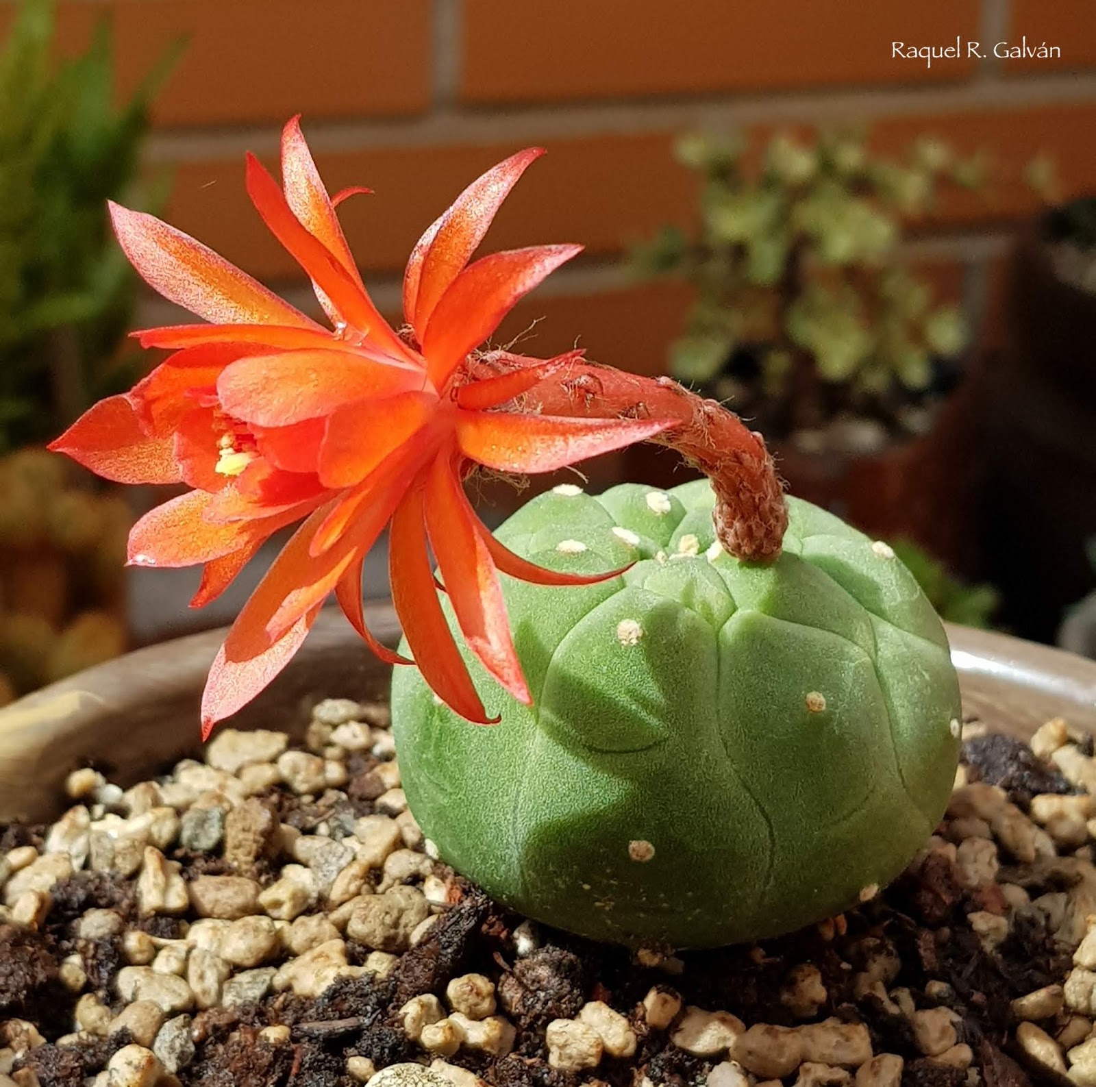 Matucana%2Bmadisoniorum.jpg