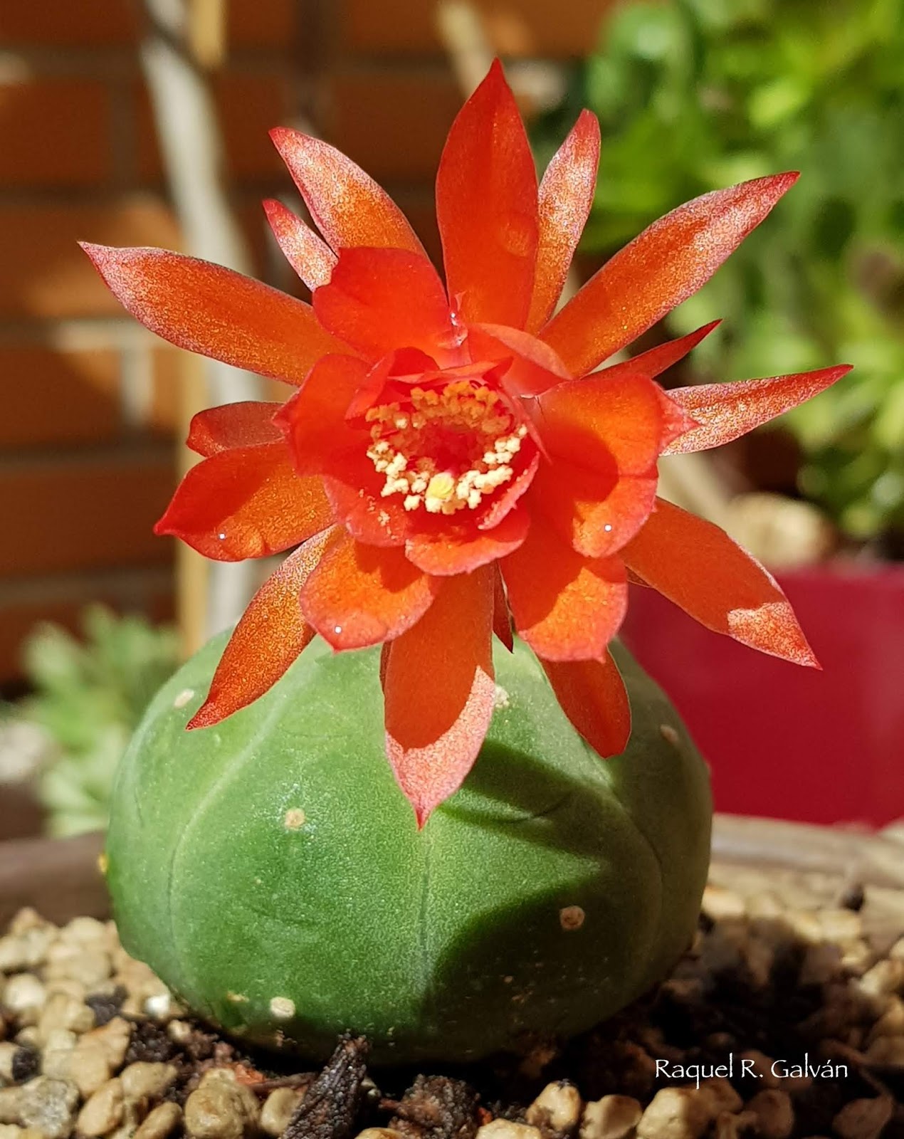 Matucana%2Bmadisoniorum1.jpg