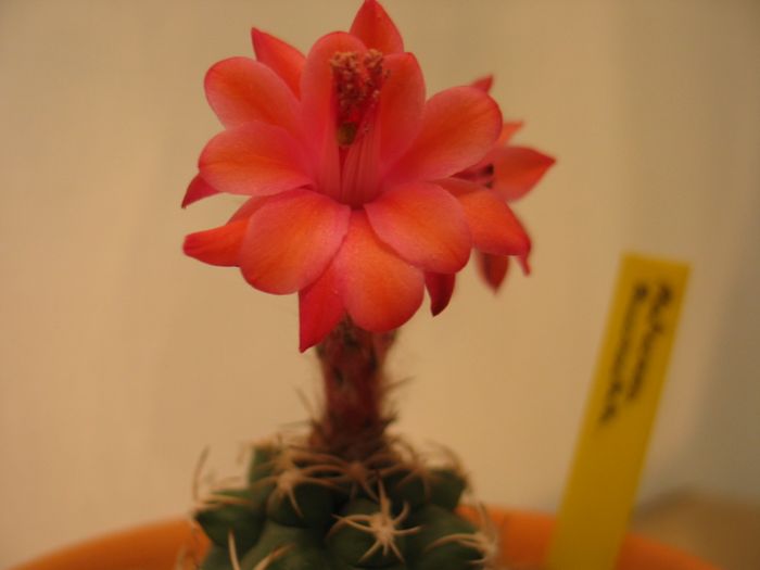 matucana_en_flor.jpg