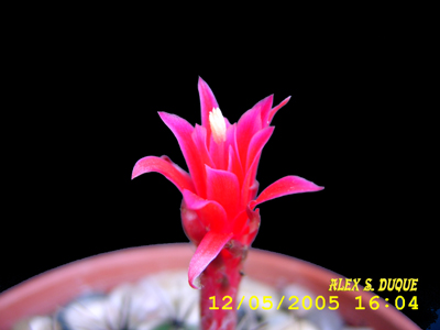 matucana_flor.jpg