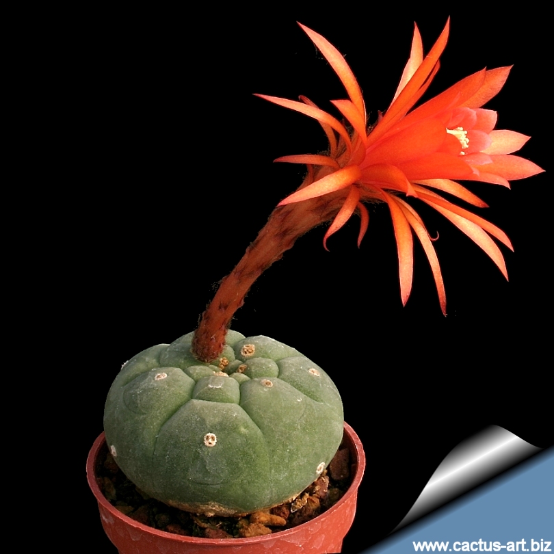 Matucana_madisoniorum_810.jpg