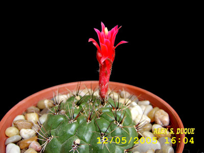 matucana_ritteni.jpg