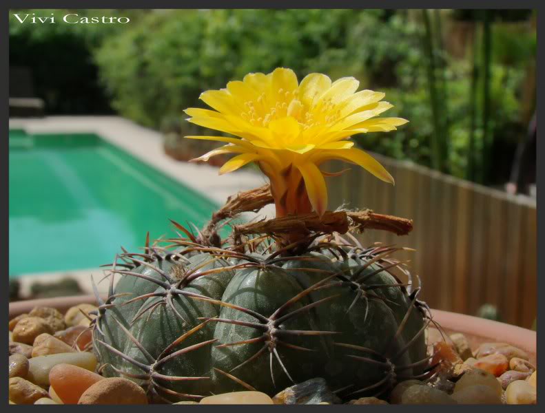 Matucanaaureiflora-1.jpg
