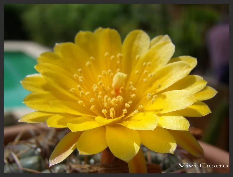 Matucanaaureiflora2-1.jpg