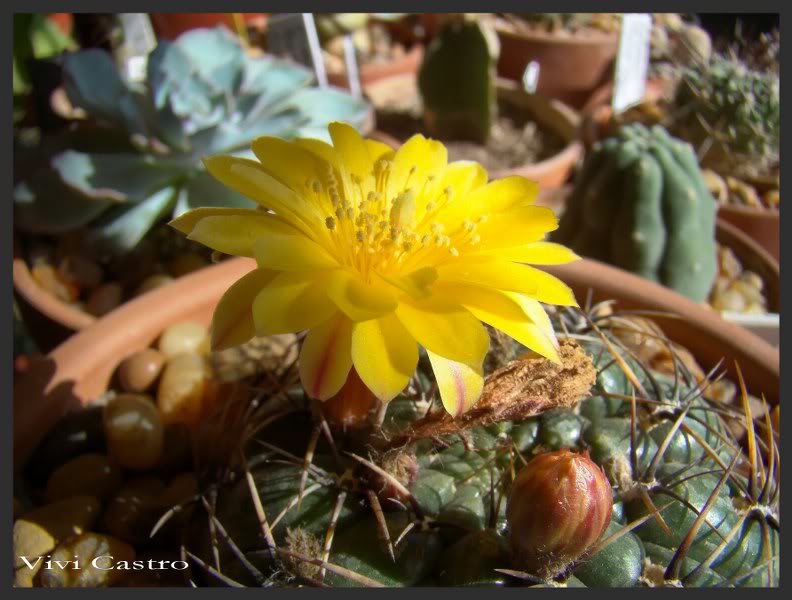 Matucanaaureiflora9.jpg