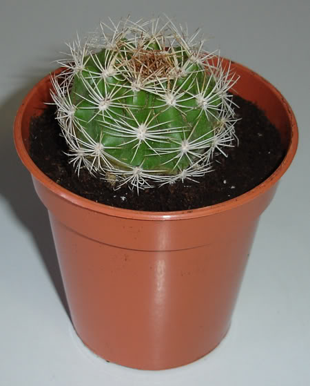 matucanaintertexta03_2008.jpg