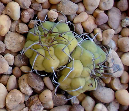 matucanamadisoniorum06_2008.jpg