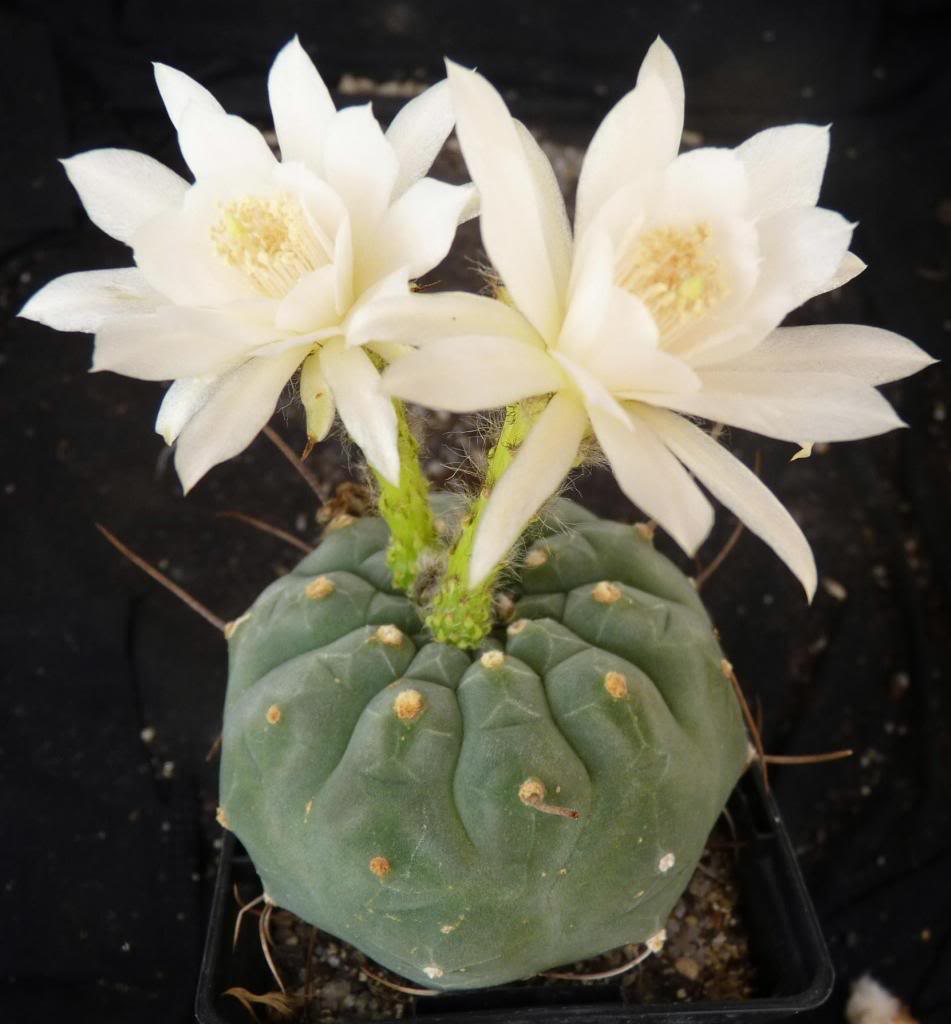 Matucanamadisoniorumflblanca02_zps631111f7.jpg