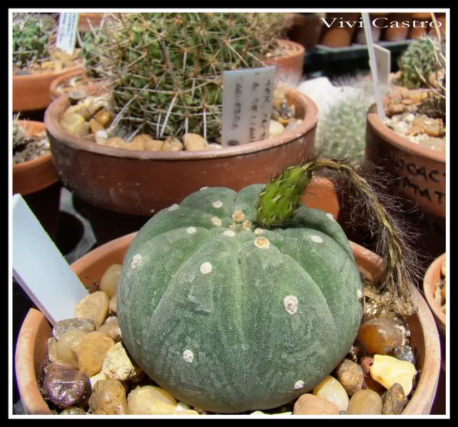 Matucanamadisoniorumnov2011frutobca.jpg